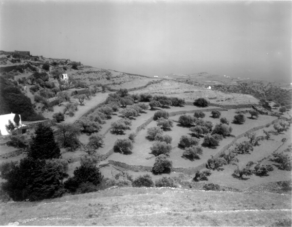 [INLINE:olivetrees]