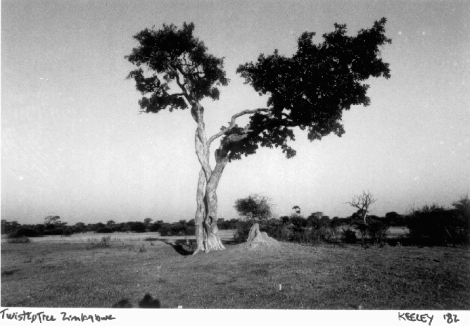 [INLINE:twistedtree]