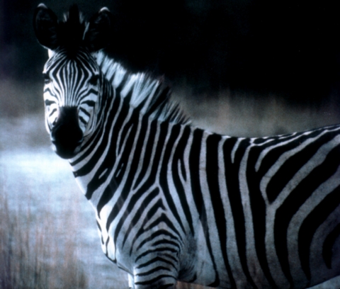 [INLINE:zebra.jpg]