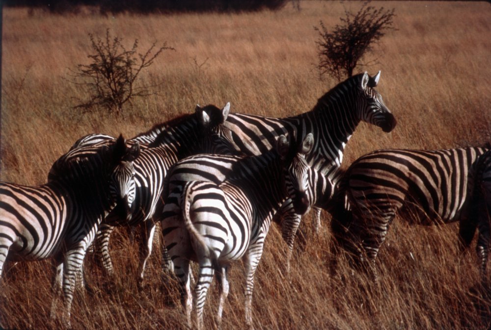 [INLINE:zebras.jpg]